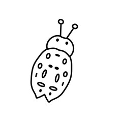 ladybird on a white background