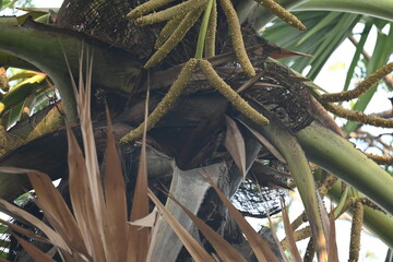 Borassus flabellifer flower. Its common names doub palm, palmyra palm, tala tree, tal palm, toddy palm, lontar palm, wine palm, Asian palmyra palm and ice apple.
