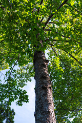 Giant green leaf big tree branch up to sky ant view sun light