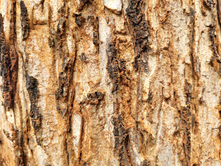 Close-up view of rugged, textured tree bark with rich orange-brown tones and deep grooves, perfect for natural backgrounds, rustic textures, or organic design elements.