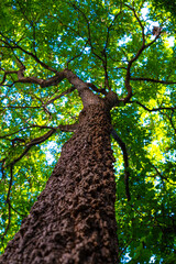 Giant green leaf big tree branch up to sky ant view sun light