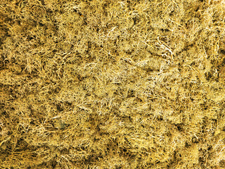 Detailed texture of dried yellow moss, showcasing intricate natural patterns and fibrous organic structure. Ideal for botanical, eco, or background design themes.