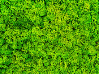 Macro close-up of vibrant green reindeer moss texture forming a lush, porous natural background...