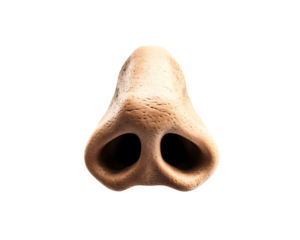 nose isolated png
