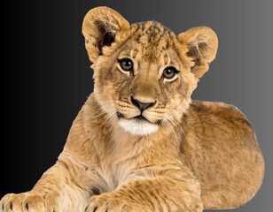 Obraz premium Playful Little Lion Resting Animal PNG Clipart