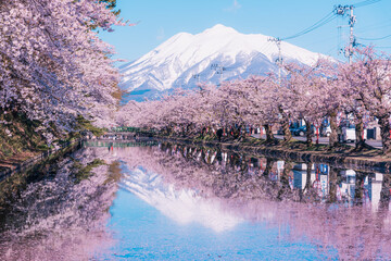 満開を迎えた青森・弘前公園の桜