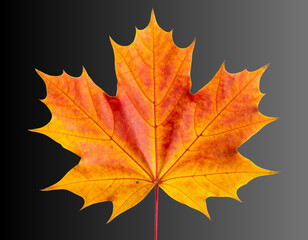 Fototapeta premium Fall Season Maple Leaf Transparent Background Decorative PNG