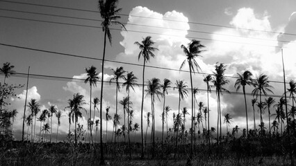 field of coconut trees black and white