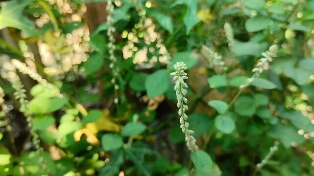 Jarong or Cyathula or Achyranthes bidentata (Achyranthes aspera). This plant is efficacious for digestion, fever, mumps and infections due to its antimicrobial properties.