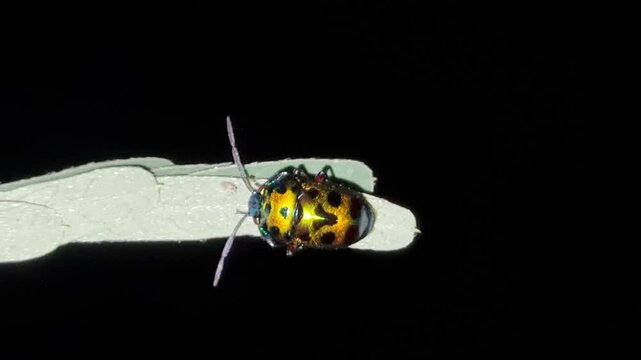 Beautiful brilliantly colored of bugs on leaf with a black background at night. Jewel bug (Chrysocoris stollii) is a common bug