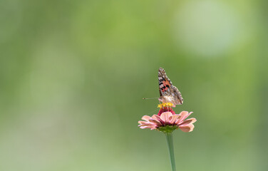 花に止まる綺麗な蝶	