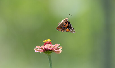 花に止まる綺麗な蝶	