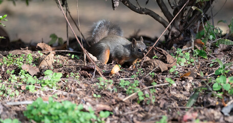 森にすむ可愛いニホンリス	
