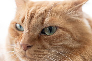 窓辺でくつろぐ可愛い猫　茶トラ	