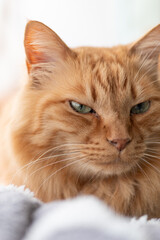 窓辺でくつろぐ可愛い猫　茶トラ	