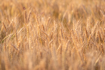 陽に照らされて輝く麦畑	
