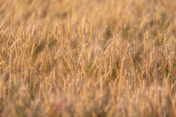 陽に照らされて輝く麦畑	