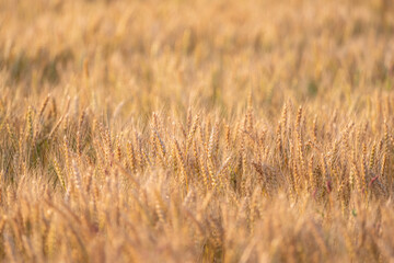 陽に照らされて輝く麦畑	