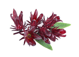 roselle hibiscus on white background