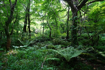 Obraz premium wild forest with dense ferns