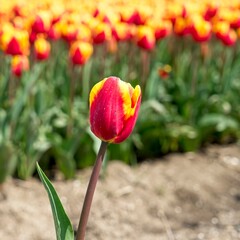 Close-up of tulip in bloom in the field in the Netherlands a main crop in Flevoland Noordoostpolder and Bollenstreek