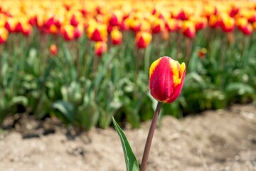 Close-up of tulip in bloom in the field in the Netherlands a main crop in Flevoland Noordoostpolder and Bollenstreek