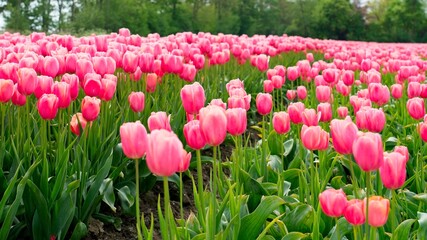 Tulip fields in bloom in the Dutch province of Flevoland in the municipality Noordoostpolder is a colorful display of flowers