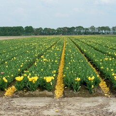 Tulip fields in bloom in the Dutch province of Flevoland in the municipality Noordoostpolder is a colorful display of flowers