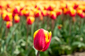Close-up of tulip in bloom in the field in the Netherlands a main crop in Flevoland Noordoostpolder and Bollenstreek