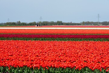 Tulip fields in bloom in the Dutch province of Flevoland in the municipality Noordoostpolder is a colorful display of flowers