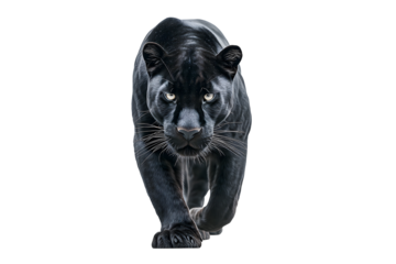 Black panther walking wildlife animal predator feline jaguar big cat isolated on transparent background