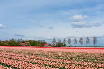 Tulip fields in bloom in the Dutch province of Flevoland in the municipality Noordoostpolder is a colorful display of flowers