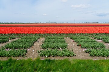 Tulip fields in bloom in the Dutch province of Flevoland in the municipality Noordoostpolder is a colorful display of flowers