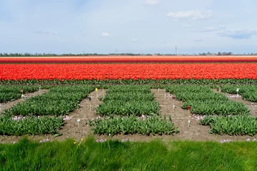 Gordijnen Tulip fields in bloom in the Dutch province of Flevoland in the municipality Noordoostpolder is a colorful display of flowers © Bennekom