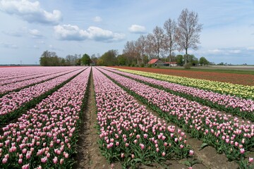 Tulip fields in bloom in the Dutch province of Flevoland in the municipality Noordoostpolder is a colorful display of flowers