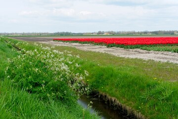 Tulip fields in bloom in the Dutch province of Flevoland in the municipality Noordoostpolder is a colorful display of flowers