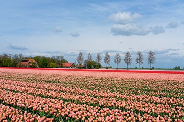 Tulip fields in bloom in the Dutch province of Flevoland in the municipality Noordoostpolder is a colorful display of flowers