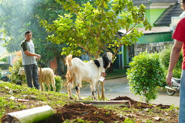 A male goat with a white body and a black head tied to a tree using a small rope in a park with...