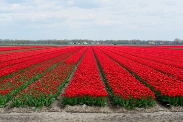 Tulip fields in bloom in the Dutch province of Flevoland in the municipality Noordoostpolder is a colorful display of flowers