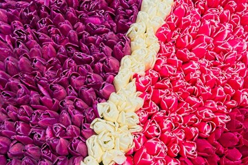 Close-up of tulip in bloom in the field in the Netherlands a main crop in Flevoland Noordoostpolder and Bollenstreek