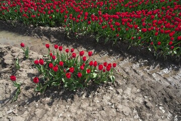 Close-up of tulip in bloom in the field in the Netherlands a main crop in Flevoland Noordoostpolder and Bollenstreek