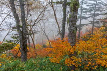 日本の風景・秋　栂池高原　紅葉の栂池自然園