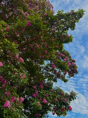 Malaysia’s Tabebuia Season Capturing the fleeting serenity and poetic charm brought by Tabebuia trees in the urban landscape.






