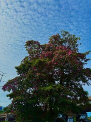 Malaysia’s Tabebuia Season Capturing the fleeting serenity and poetic charm brought by Tabebuia trees in the urban landscape.






