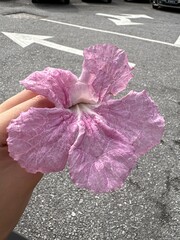 Malaysia’s Tabebuia Season Capturing the fleeting serenity and poetic charm brought by Tabebuia trees in the urban landscape.






