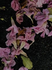 Malaysia’s Tabebuia Season Capturing the fleeting serenity and poetic charm brought by Tabebuia trees in the urban landscape.






