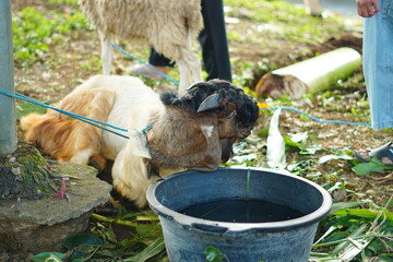 A brown male goat tied to a pole using a rope near a bucket