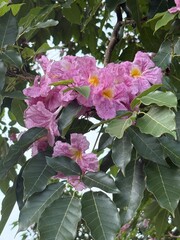Malaysia’s Tabebuia Season Capturing the fleeting serenity and poetic charm brought by Tabebuia trees in the urban landscape.






