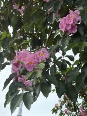 Malaysia’s Tabebuia Season Capturing the fleeting serenity and poetic charm brought by Tabebuia trees in the urban landscape.






