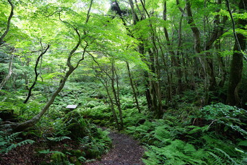 fine spring path through dense ferns